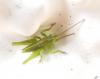 Tettigonia viridissima